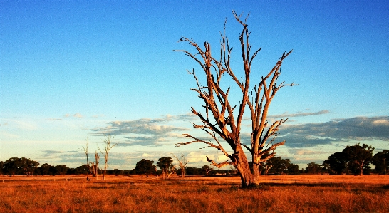 Foto Paesaggio albero natura erba