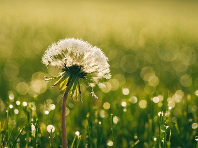 Nature grass blossom dew Photo