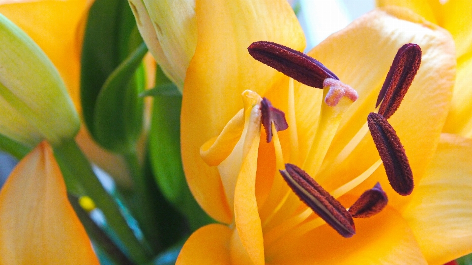 Plant photography leaf flower