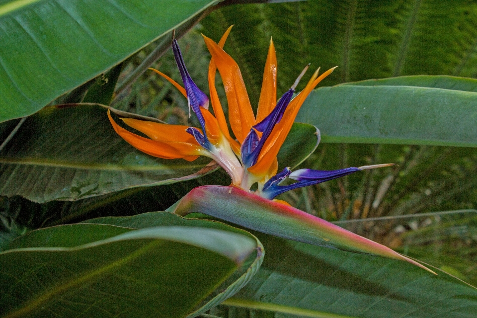 自然 花 植物 葉