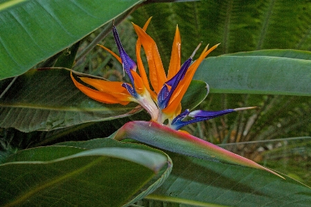 Nature blossom plant leaf Photo