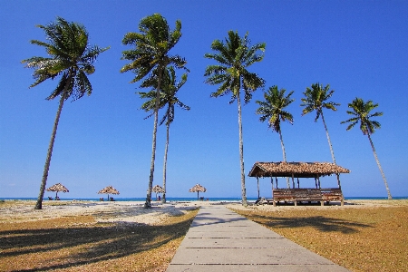 Beach sea coast tree Photo