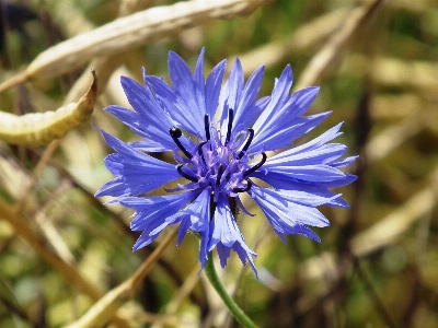 自然 花 植物 分野 写真