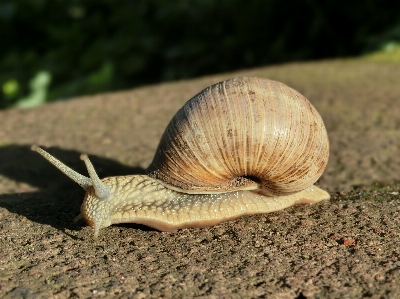 Nature ground animal macro Photo