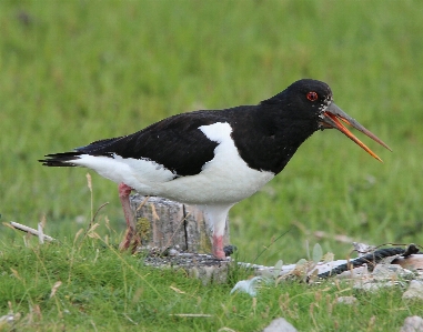 Bird animal wildlife beak Photo