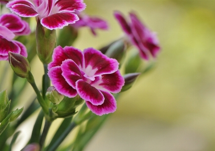 Nature blossom plant flower Photo