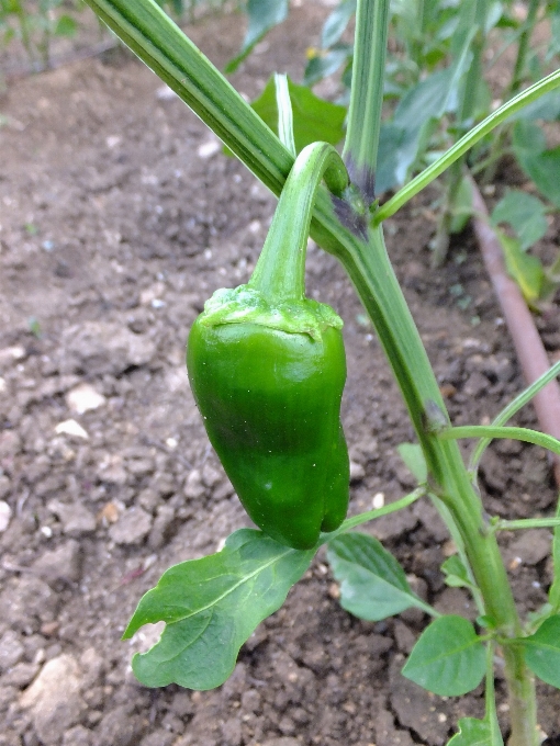 植物 花 食べ物 緑