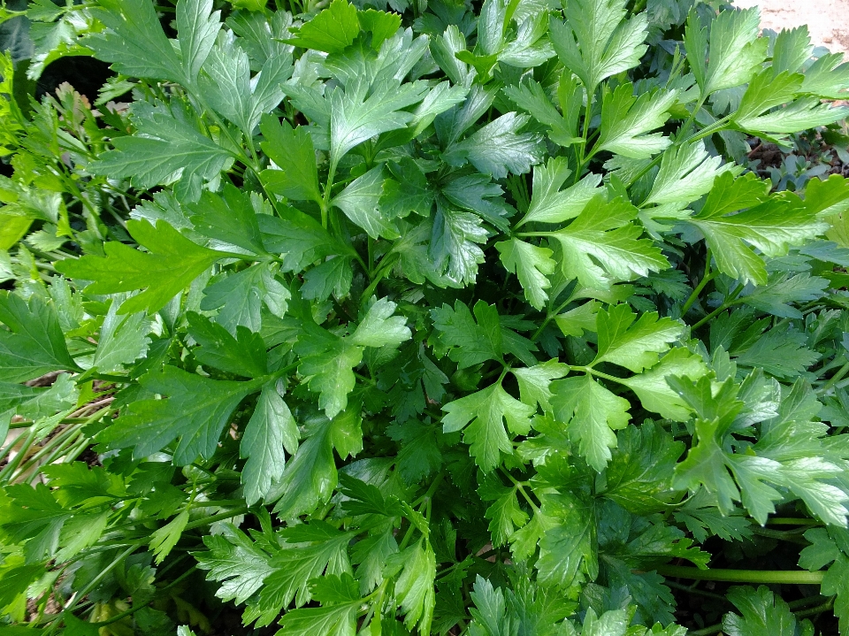 桌子 自然 植物 花