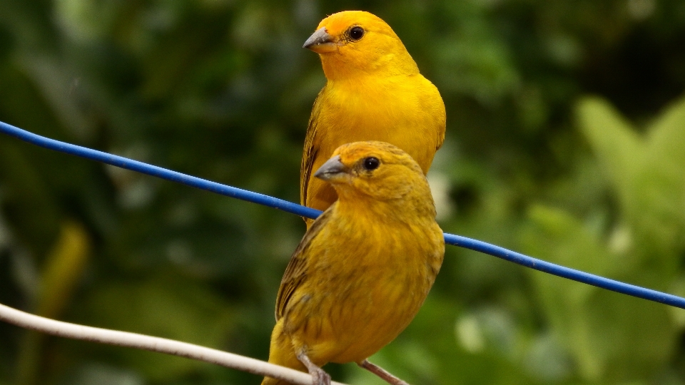 Nature bird wildlife beak