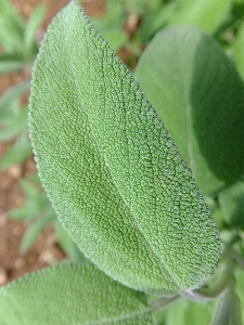 Plant leaf flower aroma Photo