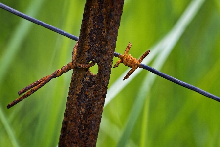 Tree nature grass branch Photo