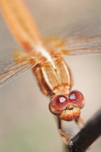 Hand nature photography animal Photo