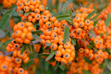 Nature branch plant berry Photo