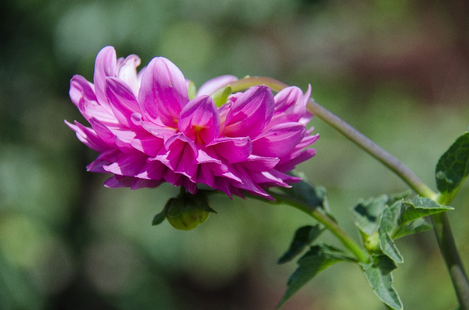 Nature blossom plant flower