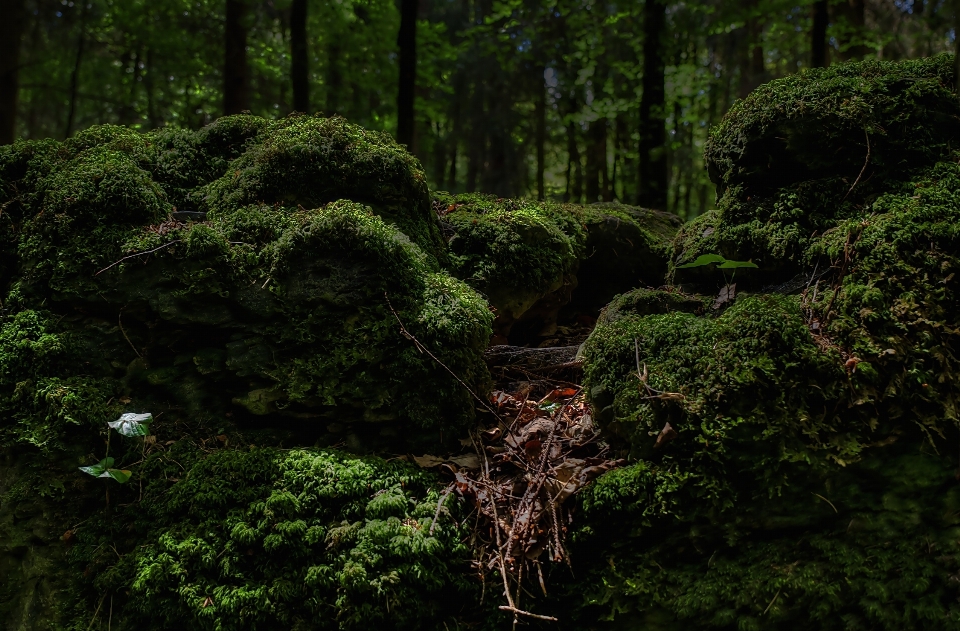 树 自然 森林 荒野