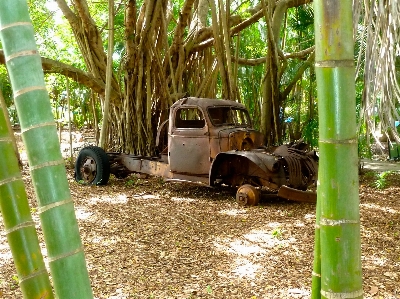 Tree grass plant farm Photo