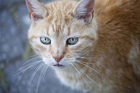 View animal fur cat Photo