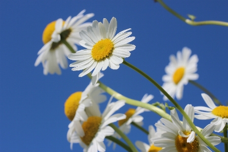 Landscape nature branch blossom Photo