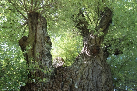 Tree forest branch plant Photo