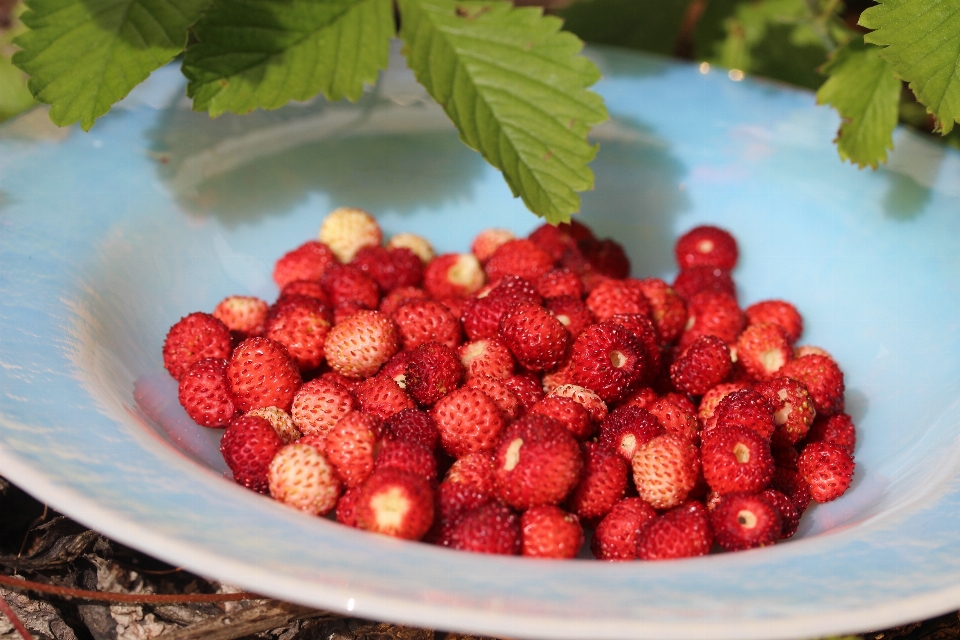 Natur anlage himbeere frucht