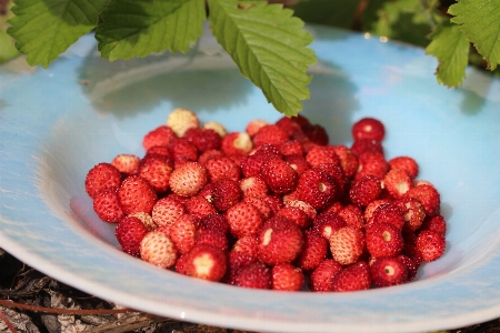 Nature plant raspberry fruit Photo