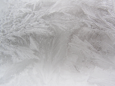 Bird wing white frost Photo