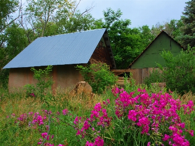 Landscape nature grass blossom Photo