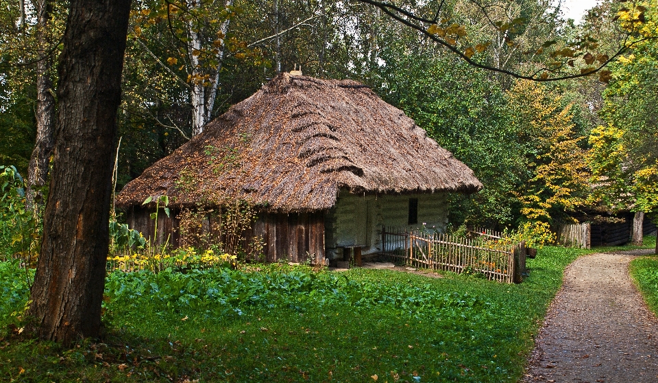 Tree forest grass architecture