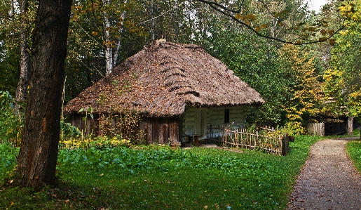 Tree forest grass architecture Photo