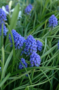 Blossom plant flower purple Photo