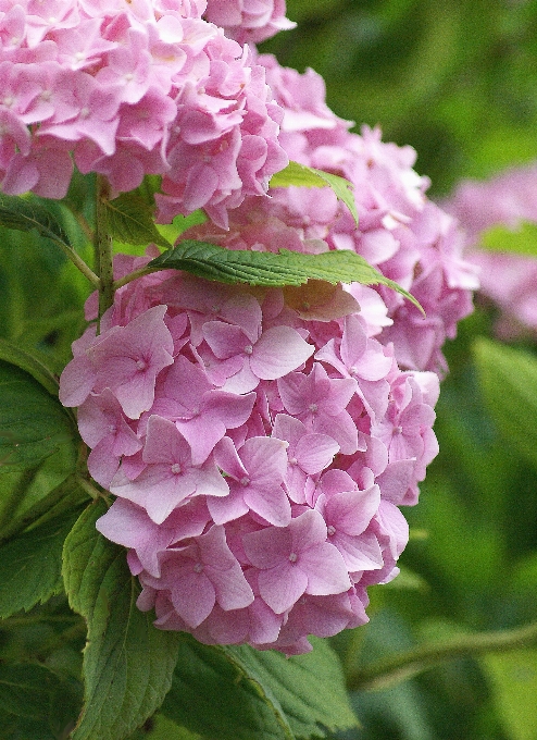 Nature sharp plant flower