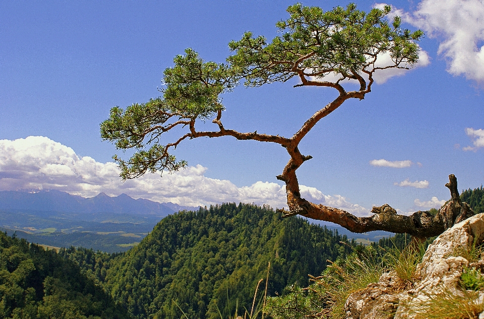 Landscape tree nature forest