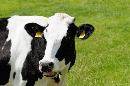 Grass flower portrait cow Photo