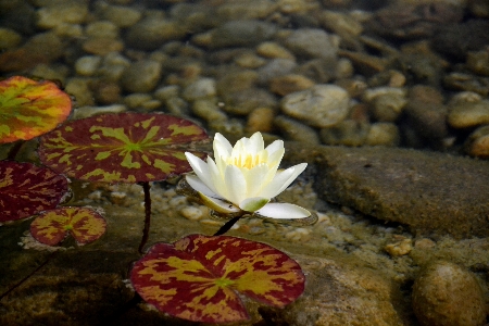 Water nature rock plant Photo