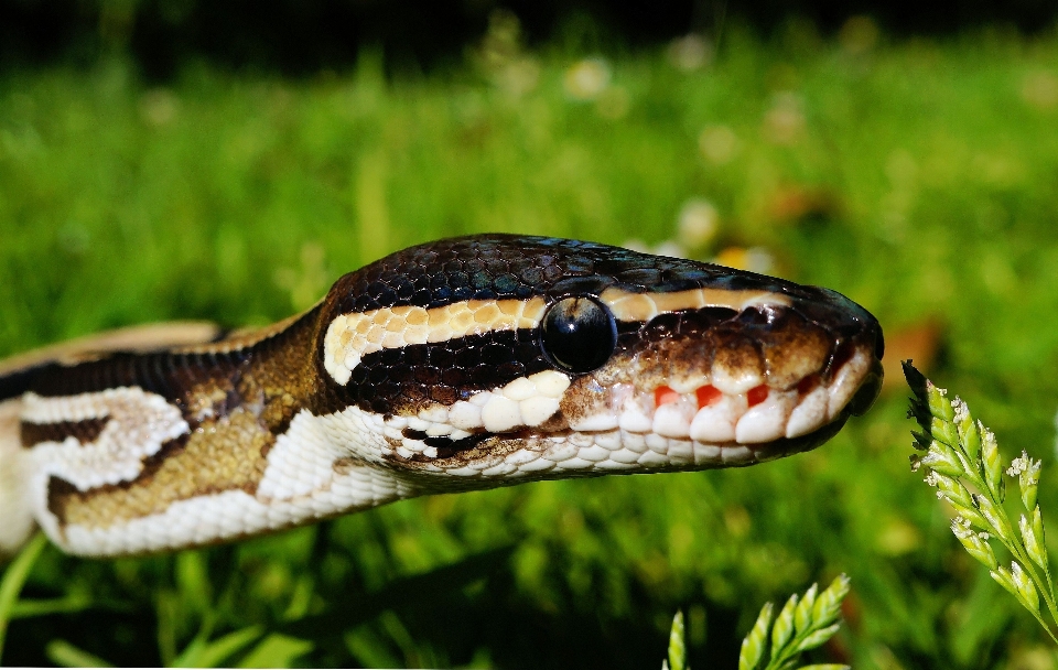 Naturaleza desierto
 fauna silvestre reptil