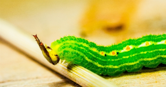 Photography leaf animal green Photo