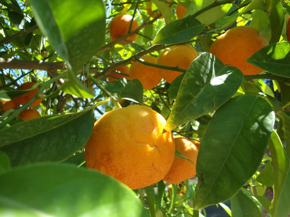 árbol rama planta fruta