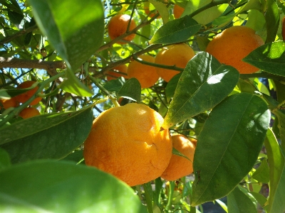 Tree branch plant fruit Photo