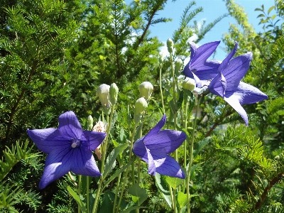 Blossom plant meadow flower Photo