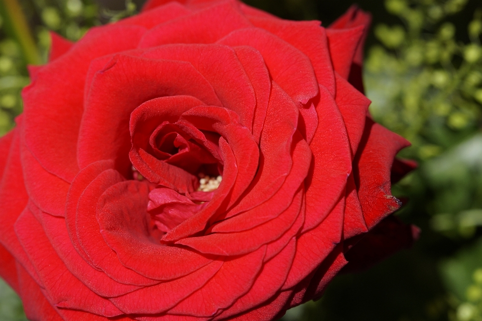 Fleurir usine fleur pétale