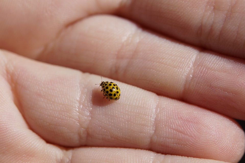 Tangan cincin jari kecil