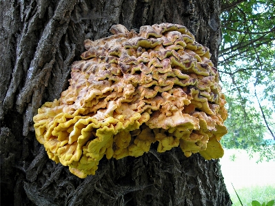 Baum natur wald anlage Foto