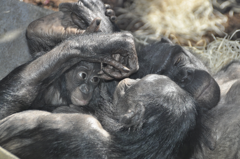 Animais selvagens jardim zoológico mamífero fauna