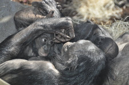 野生動物 動物園 哺乳類 fauna 写真