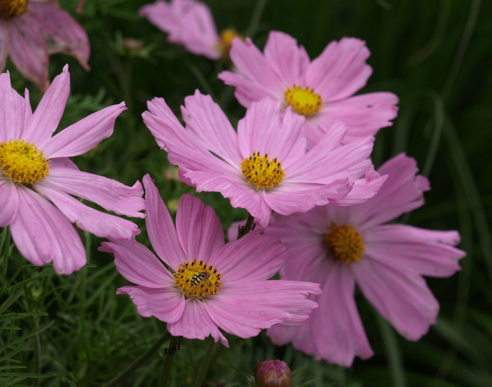 Plant cosmos flower petal