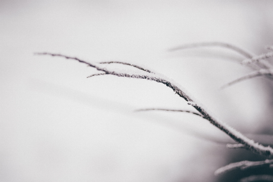 Ramo nevicare inverno bianco e nero
