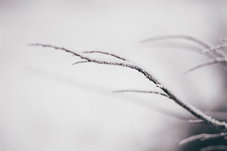 Photo Bifurquer neige hiver noir et blanc
