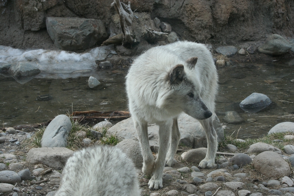 Blanc animal faune zoo