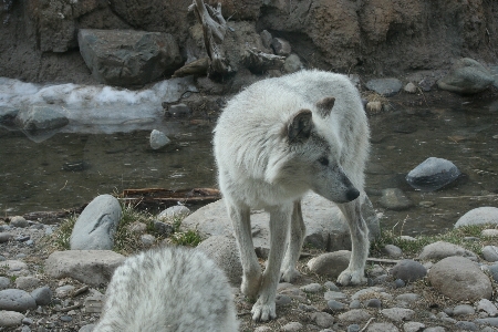 White animal wildlife zoo Photo