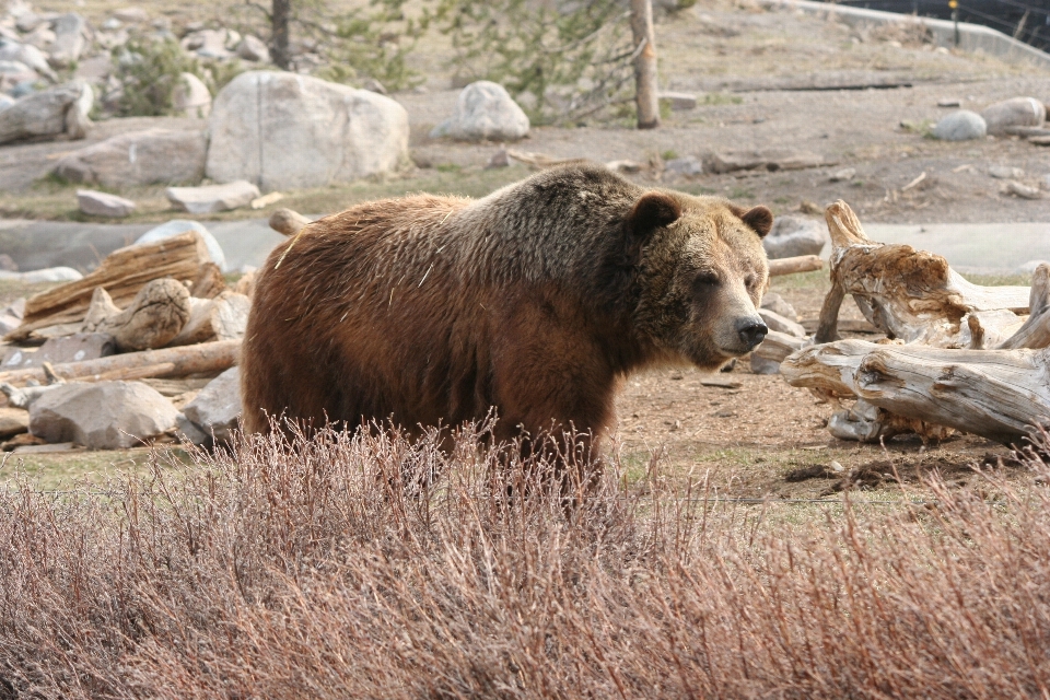 Animal ours faune grisonnant